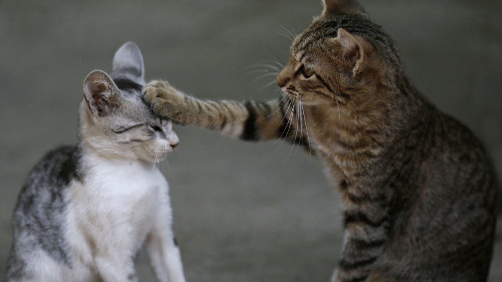 Perbedaan Anak Kucing Persia dan Kucing Kampung yang Baru Lahir